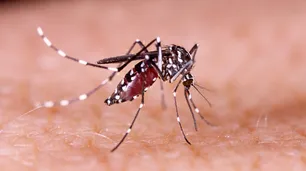 Identifican un tipo africano del zika en Brasil que podría provocar una nueva epidemia