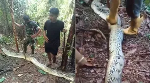 Hallaron a una mujer en el estómago de una pitón: es el segundo caso en menos de un mes en Indonesia