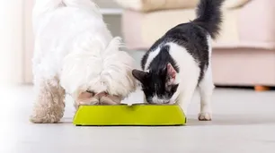 El costo de mantener a tus mascotas sanas y felices: ¿Cuánto hay que gastar?