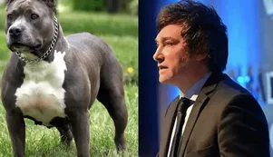 Javier Milei defendió a un perro pitbull que le arrancó el brazo a un ladrón en México