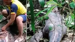 Estremecedor video: encontraron a una mujer desaparecida en el estómago de una pitón