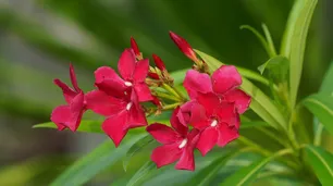 ¿Tenés plantas? Una aplicación te ayuda a identificarlas y cuidarlas