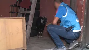 Rescatan un chivo y una gallina que iban a ser sacrificados en un templo umbanda