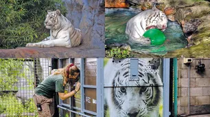 El Ecoparque envió a dos tigres de Bengala a un santuario en EE.UU.