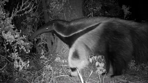 Descubrimiento histórico en Córdoba: apareció un oso hormiguero en la zona de la Laguna Mar Chiquita