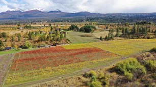 Cuáles son las claves para tener una plantación de exitosa de viñedos