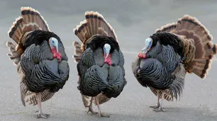 El conductor se cruza con tres pavos, les toca bocina y ellos le reponden con un reto