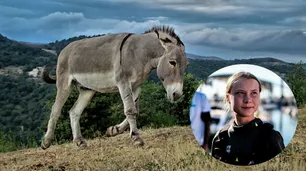Ofrecen a Greta Thunberg un burro para que viaje de Lisboa a Madrid