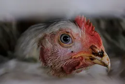 La aparición de la gripe aviar en Brasil pone en alerta al comercio mundial de pollos