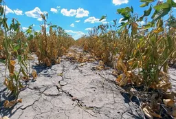 La Niña enciende primeras alarmas para los dólares que necesita Milei