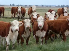IPCVA organiza el seminario "La hora de los jóvenes en la carne argentina"