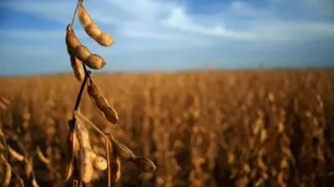 Retenciones, un reclamo histórico: “Hace 20 años que el campo sostiene al país pagando esta fiesta"