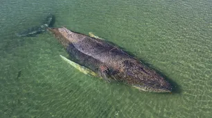 Una ballena encalló tres veces y parece estar "muriendo en vivo" en la costa del Baltico alemán