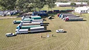 Gendarmería incautó camiones con 500 toneladas de soja y maíz para contrabando
