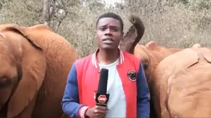 Con derecho a réplica: elefantes interrumpen a un joven movilero en medio de su reporte