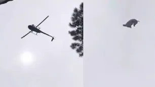 "Un regalo de reyes" y una broma pesada: qué se sabe hasta ahora del animal arrojado de un helicóptero