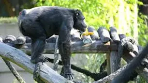 Murió Tomy, el histórico chimpancé símbolo del ex zoológico de La Plata