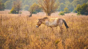 El misterio de los caballos de Chernobyl desafía a la ecología