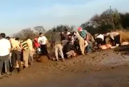 Video: volcó un camión con vacas en Santa Fe y la gente las carneó