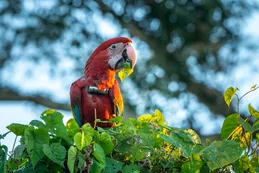Mataron a "Charrúa", uno de los guacamayos rojos nacidos en libertad en el Iberá: buscan al responsable
