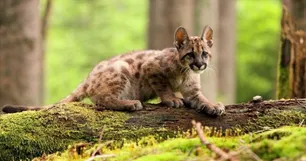 Córdoba: condenaron a un joven por matar a un cachorro de puma y filmar la agresión
