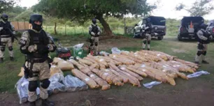 Condenaron a un abogado que tenía una plantación de marihuana