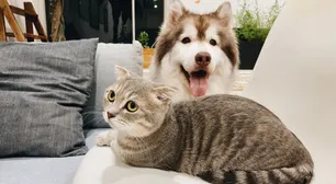 Seúl: se harán test a gatos y perros domésticos con síntomas de coronavirus