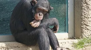 Piden el traslado del mono Toti para que no “muera de tristeza"