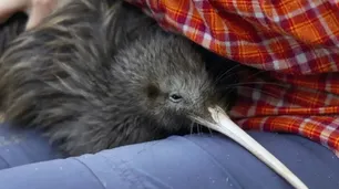 El nacimiento de pájaros kiwi que fue una sorpresa después de más de 150 años
