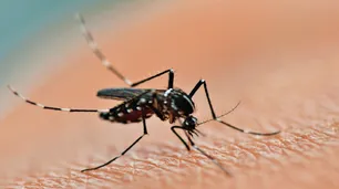 Los casos de dengue bajaron un 62% en una semana en la ciudad de Córdoba