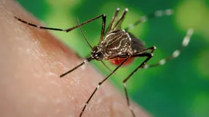 Fiebre chikungunya en alza: ya hay 837 casos y crece la transmisión autóctona en el norte del país