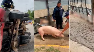 En Córdoba, un camión que transportaba cerdos volcó y los vecinos saquearon el vehículo