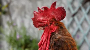 Multan al dueño de un gallo cantor por "ruidos molestos"