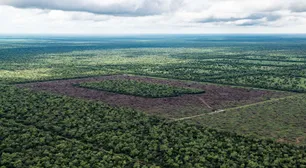 Solo durante la cuarentena, el país perdió 29 mil hectáreas de bosques nativos