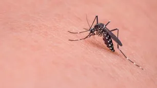 Siete recetas caseras para combatir los mosquitos