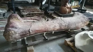 Otro mega hiper saurio argentino