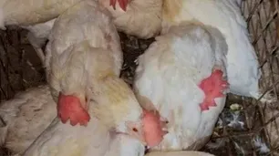 A punto de sacrificados: rescataron a más de 40 animales de un templo umbanda al que iba Morena Rial