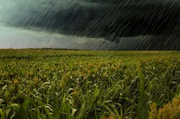 Diluvio: ¿de dónde viene el "olor a tierra mojada" que anticipa la lluvia?