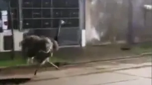 Video: la policía atrapó a un ñandú suelto en General Rodríguez que se había escapado de una casa