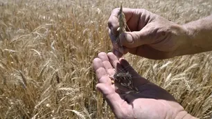 Mejoras en el precio del trigo: “El pico de cosecha en diciembre está en unos 230 dólares”