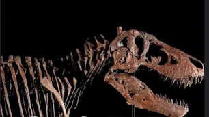 Furor por "Gus": el Tiranosaurio Rex gigante que se subasta en Nueva York y podría quebrar todos los récords mundiales
