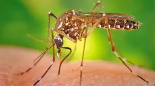 Alerta por dengue: 2019 ya es récord de casos y no descartan un brote en verano