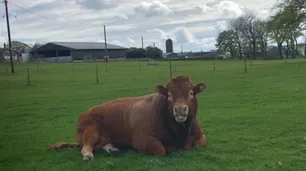 Escocia: un toro se rascó con un poste eléctrico y dejó a 800 familias sin luz