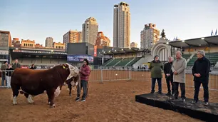 Homenaje al goleador de la Copa América: el toro "Lautaro Místico" fue el primer animal en pisar Palermo este año