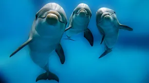 La hora de los Delfines | Empoderar a los sensibles, sensibilizar a los poderosos