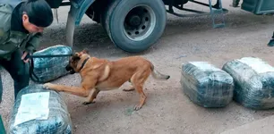 “Cóndor”, el perro que detectó 8 kilos de cocaína en Córdoba