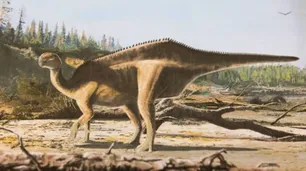 Descubrieron un nuevo dinosaurio con un inesperado talento para la atracción sexual