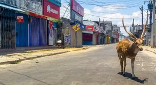 ¿Por qué los animales son los dueños del mundo?