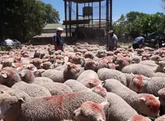 Entidades del campo piden a los senadores que traten la Ley Ovina