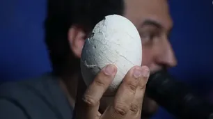 Cómo es el nuevo de dinosaurio carnívoro hallado por los científicos del Conicet y cuál es su importancia